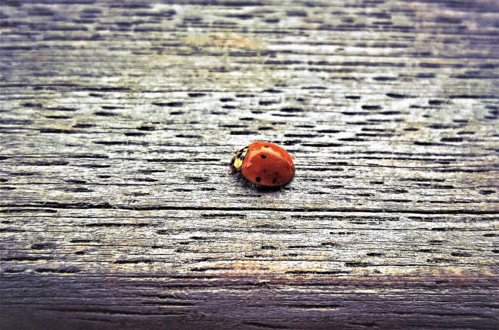 ladybug, insect, lucky charm-3812889.jpg